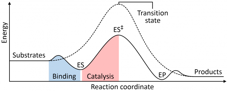 Enzyme catalysis energy levels