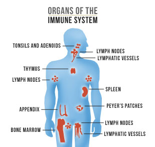 Organs of the Immune System by AIDS.gov
