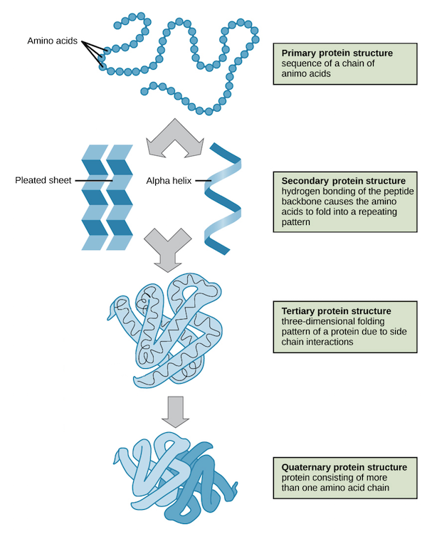 Protein Structure