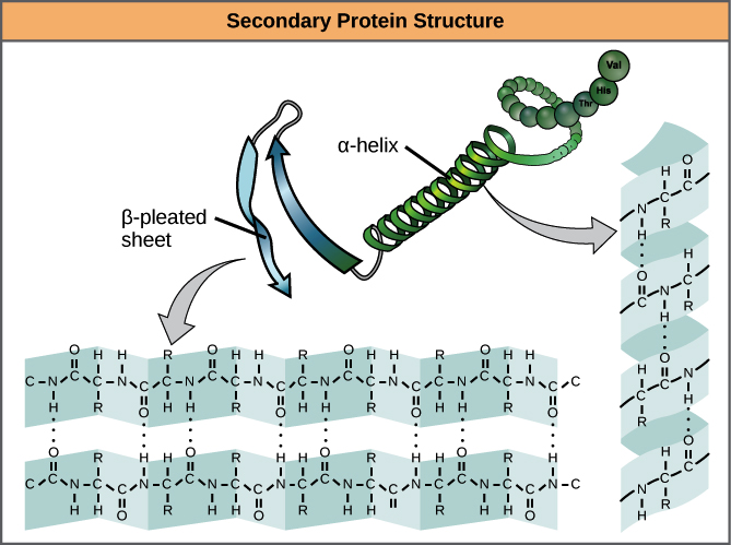 Protein Structure