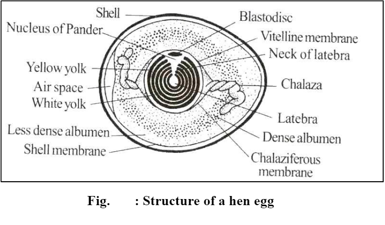 Structure of hen egg