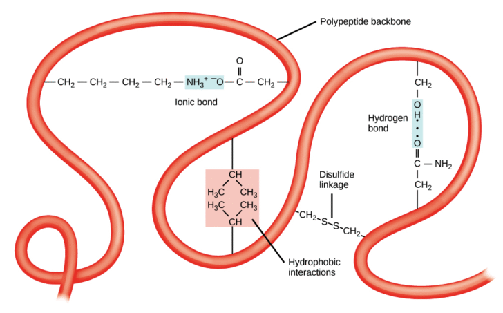 Protein Structure: Primary, Secondary, Tertiary and Quaternary Structures