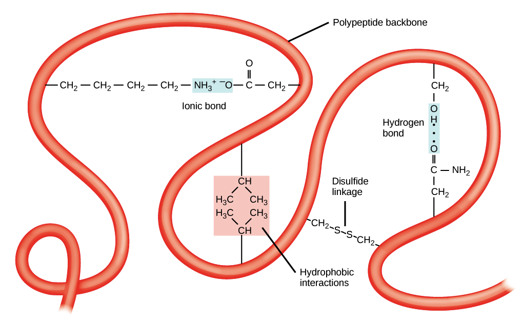 Protein Structure