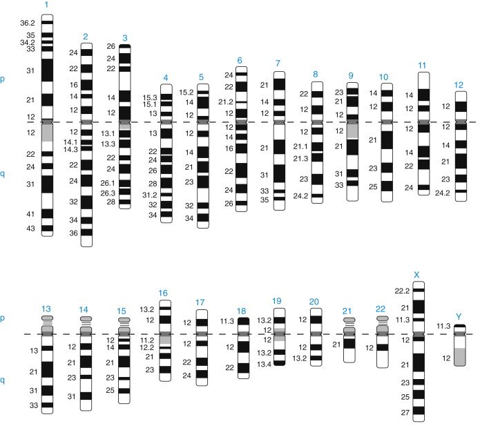 Chromosome Banding Chart G Banding Karyotype MBDR Chromosome Banding Chart G Banding Karyotype MBDR