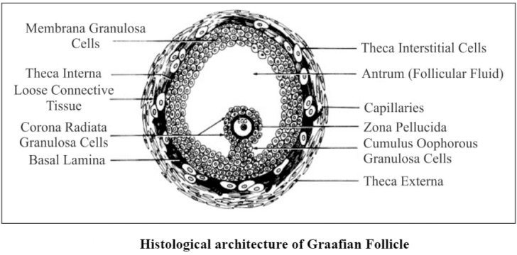 Oogenesis: Definition, Stages and Role of follicle and nurse cell in oogenesis