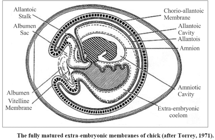 Extra-embryonic Membranes