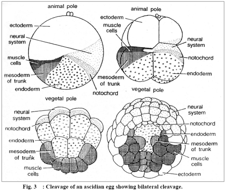 Cleavage: Definition, Charactertics and Patterns