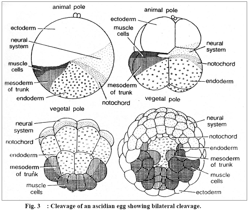 Blastulation 