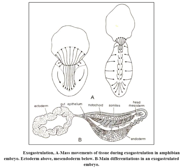 Gastrulation: Definition, Types and Process of Gastrulation in egg