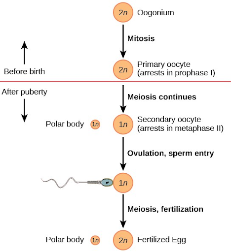 Oogenesis: Definition, Stages and Role of follicle and nurse cell in