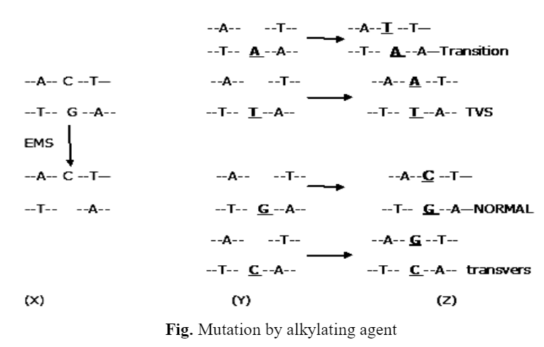 Spontaneous and Induced Mutation