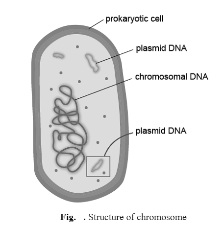 Plasmids