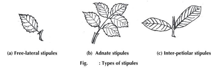 Leaf: Structure, Types, Parts and Modifications