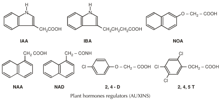 Plant Hormones and their functions