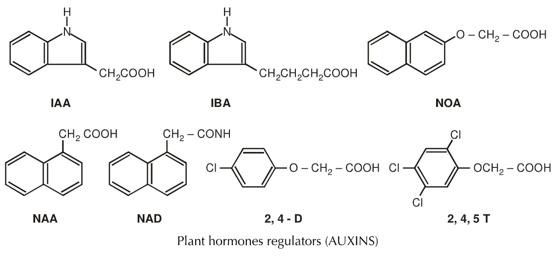 Plant Hormones