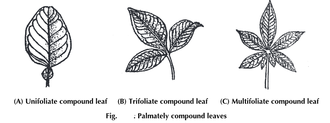 Unifoliate Palmately Compound Leaf