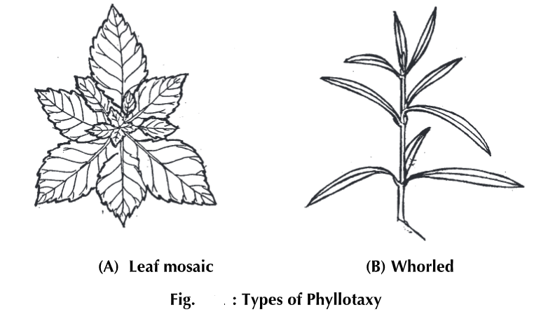 Morphology of Leaf - Structure Types Parts & Modifications