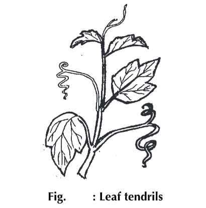 Leaf: Structure, Types, Parts and Modifications