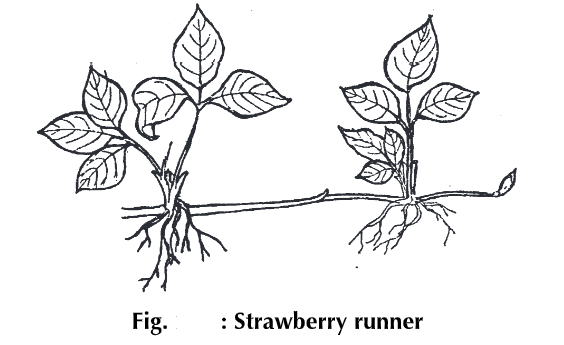 modification-of-stem-types-with-example-biology-ease