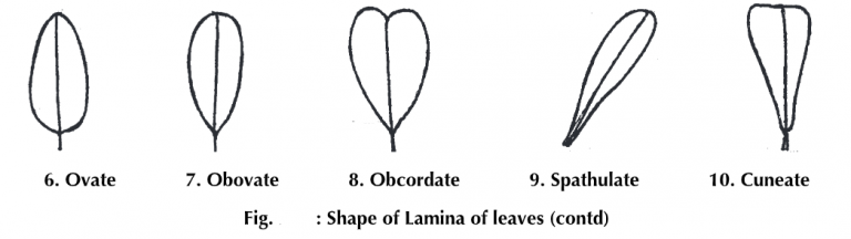 Leaf: Structure, Types, Parts and Modifications - Biology Ease