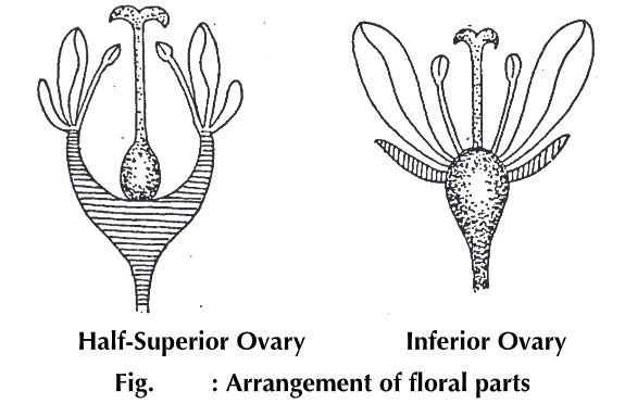 Flower: Definition Anatomy & Physiology