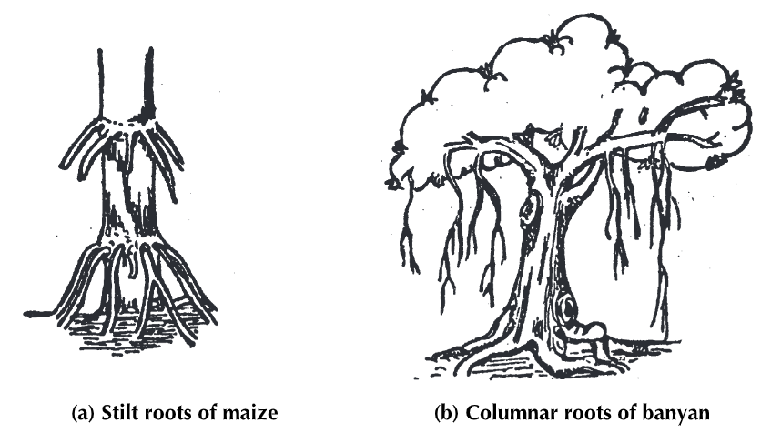 roots-definition-types-morphology-and-function-biology-ease