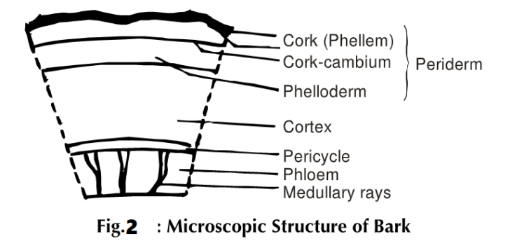 Tree Barks: Definition, Shapes and method of collecting