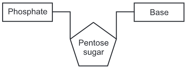 Deoxyribonucleic acid