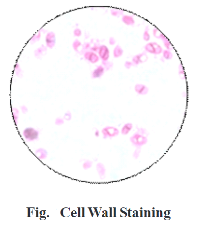 Cell Wall Staining