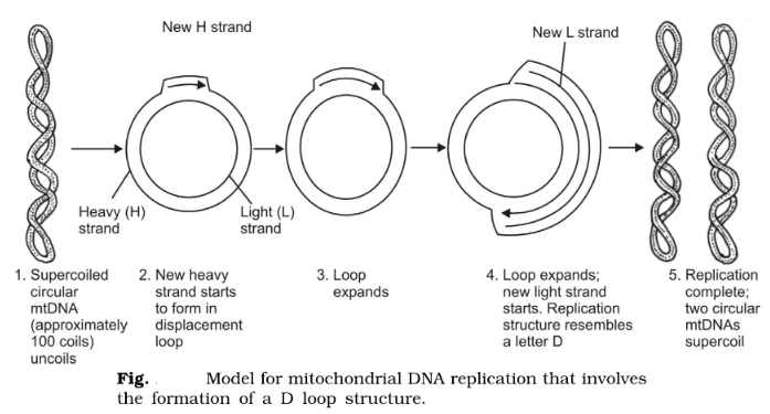 Mitochondrial DNA