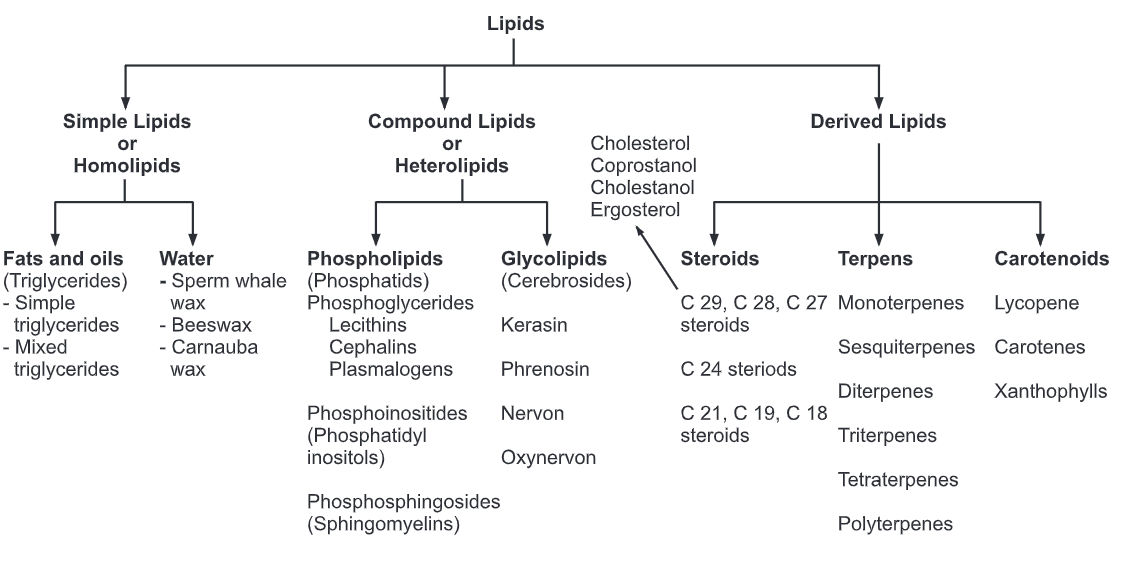 Classification of Lipids - BIOLOGY EASE