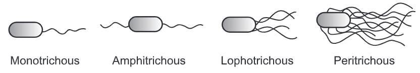 Flagella staining