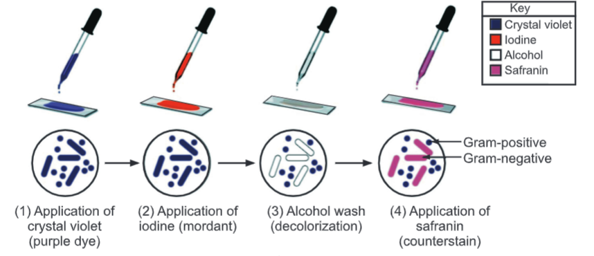 Gram Staining