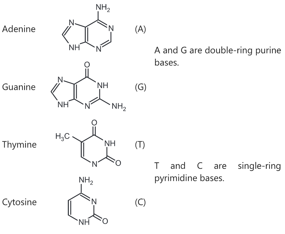 Deoxyribonucleic acid