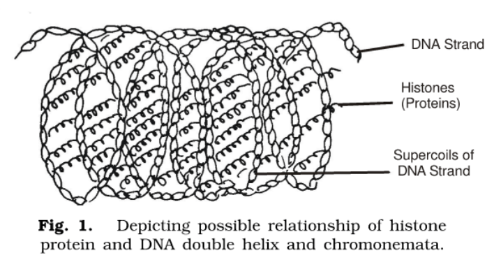 Chemical composition of Chromosomes