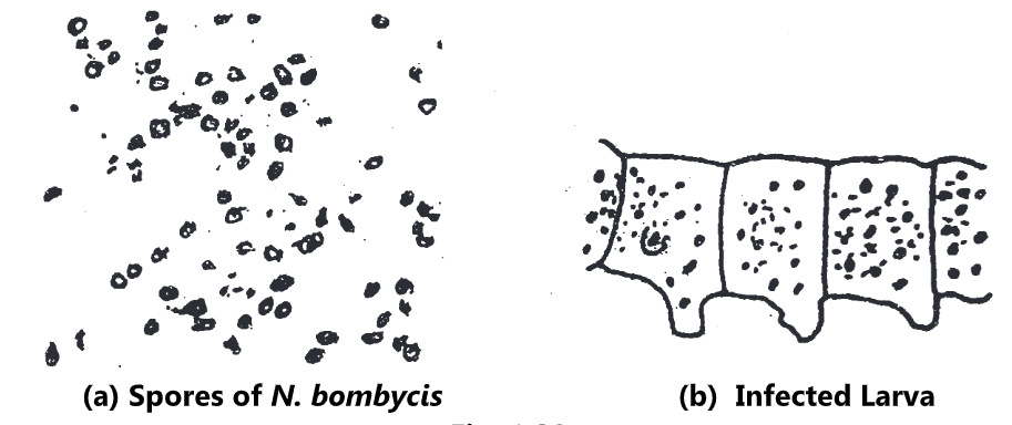 Silkworm Diseases