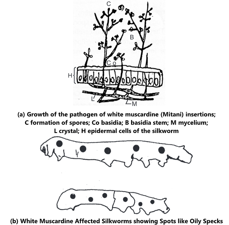 Silkworm Diseases