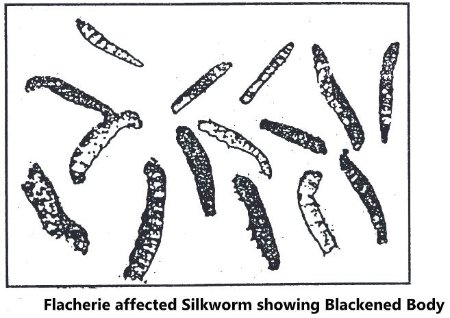 Silkworm Diseases