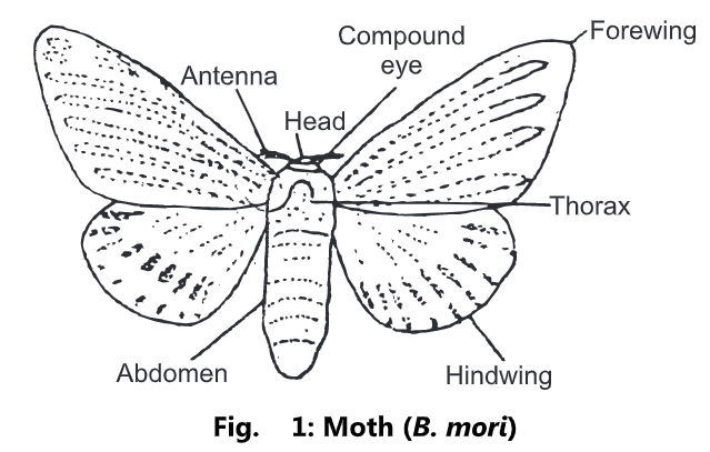 Types of Silkworms