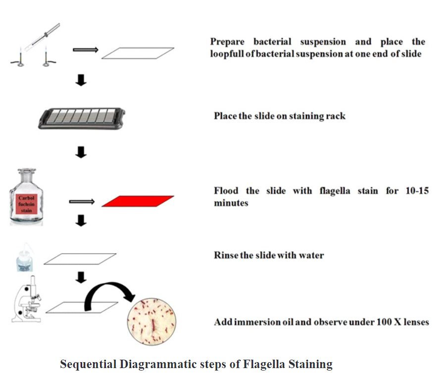 Flagella Staining