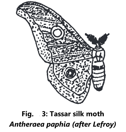 Types of Silkworms