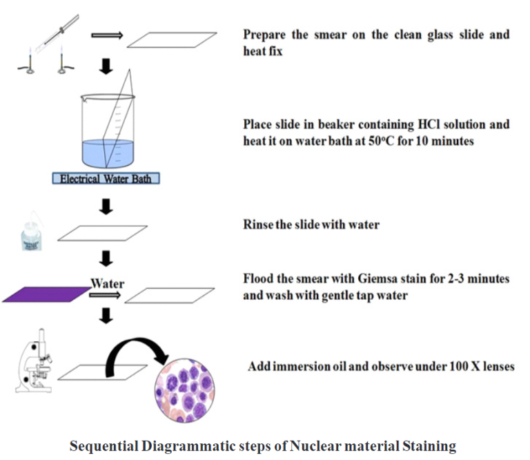 Giemsa Staining Biology Ease