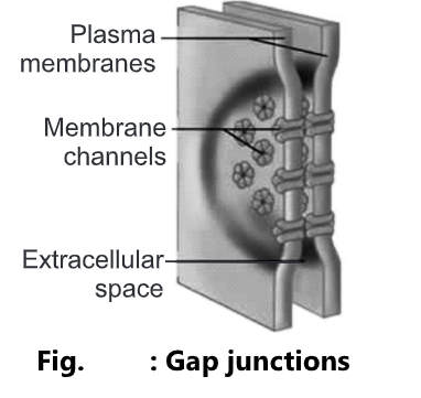 Types of Cell Junctions