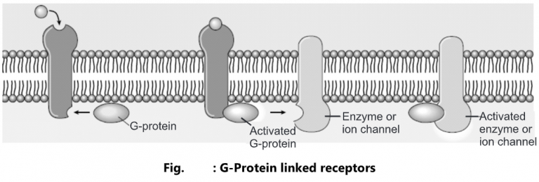 Types of Receptors - Biology Ease