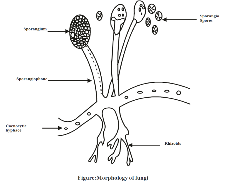 Morphology of fungi