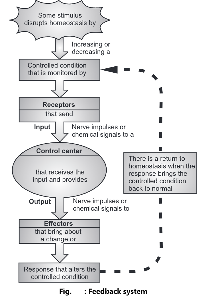 Positive Feedback Systems In The Body Examples