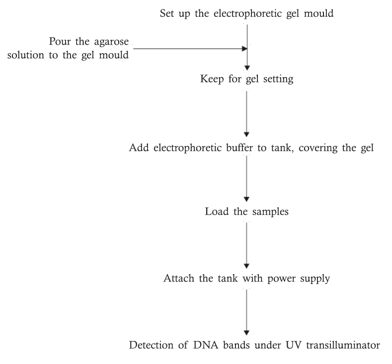 Agarose Gel Electrophoresis