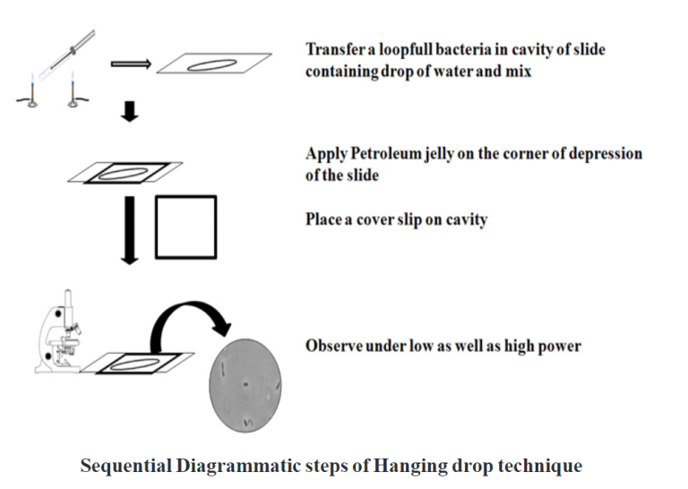 Hanging Drop Technique Biology Ease