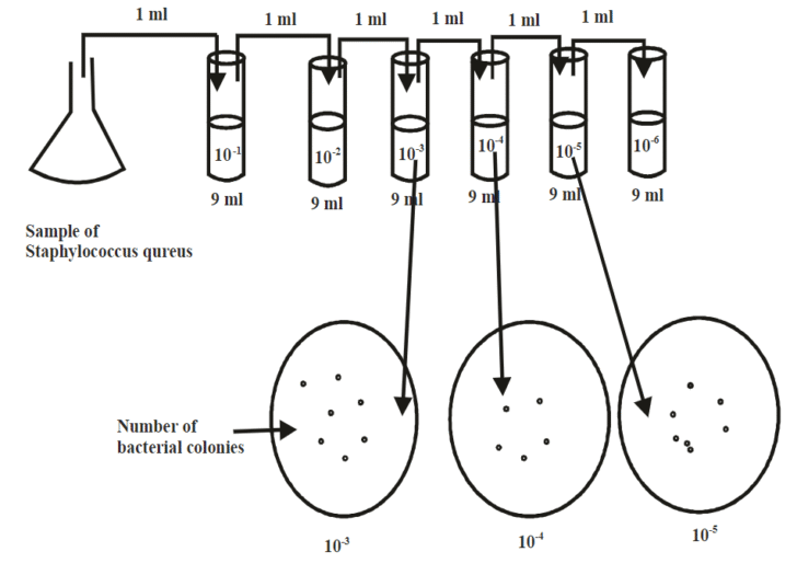 Spread plate method: Principle, Procedure, Results
