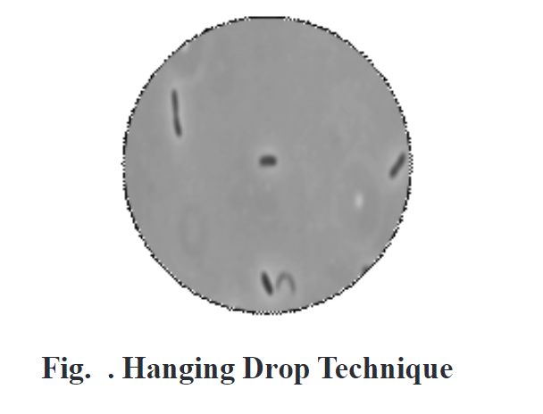 Hanging Drop Technique